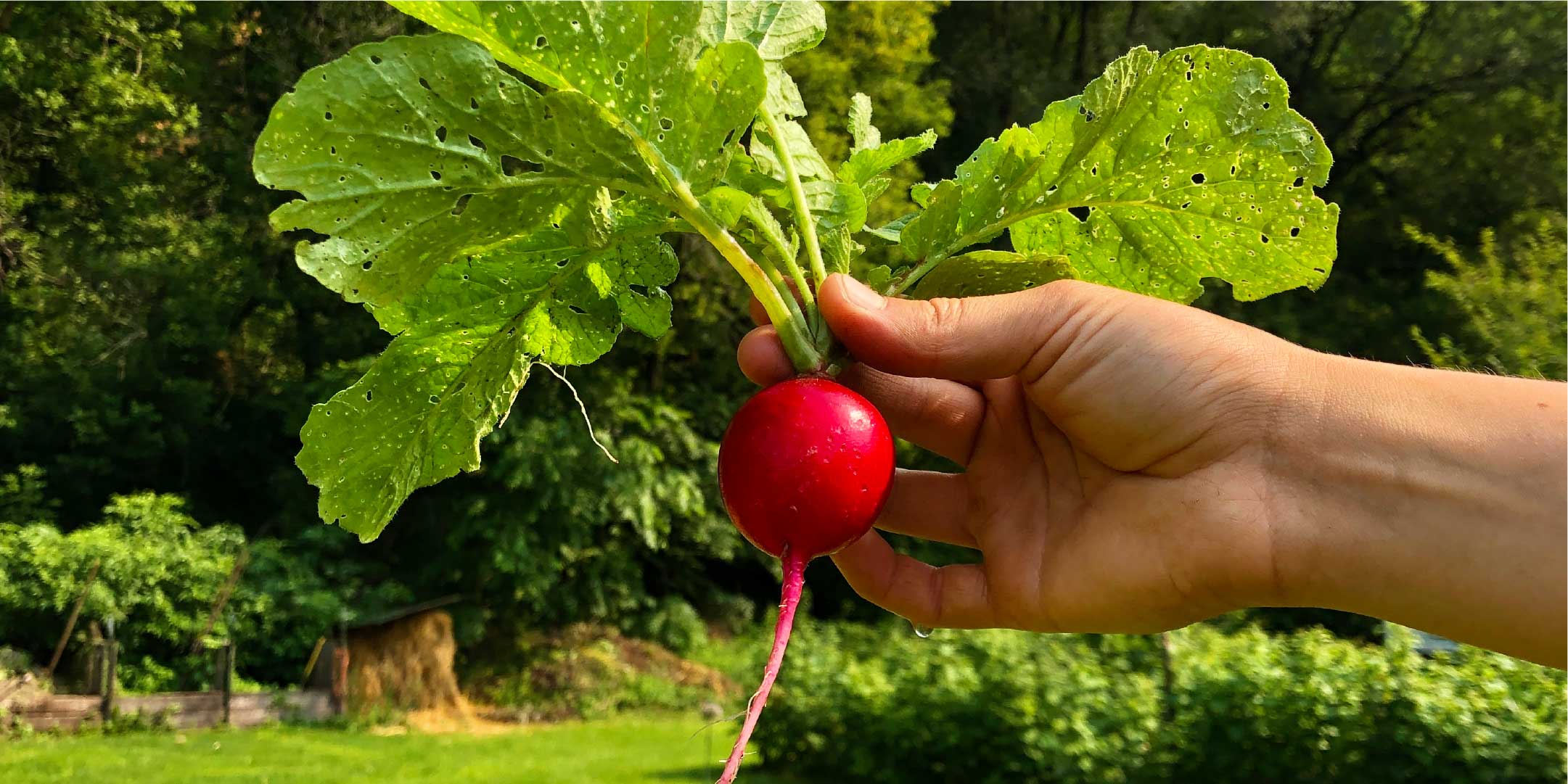 radish